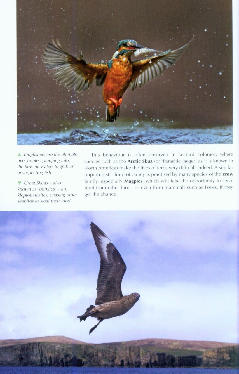 understanding bird behaviour