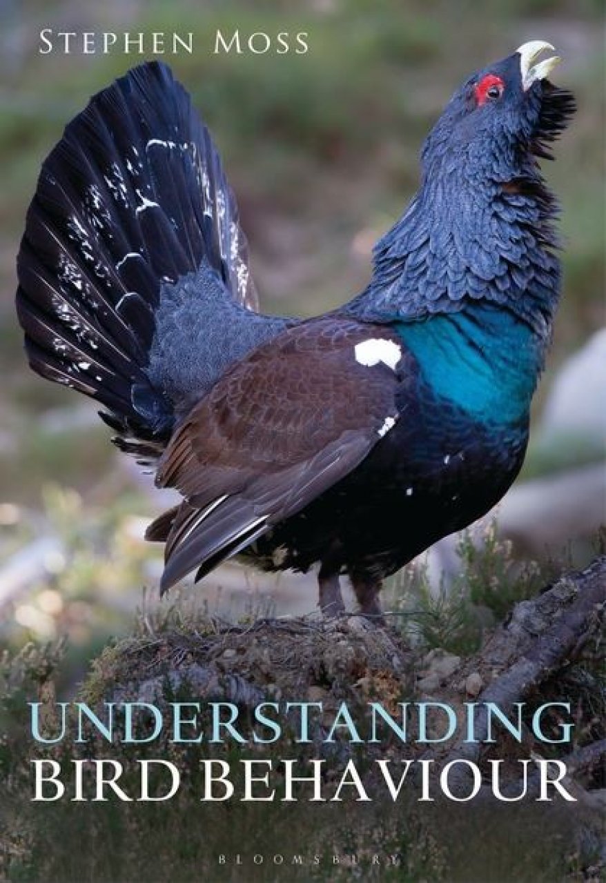 understanding bird behaviour