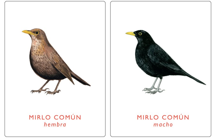 un par de aves. juego de memoria