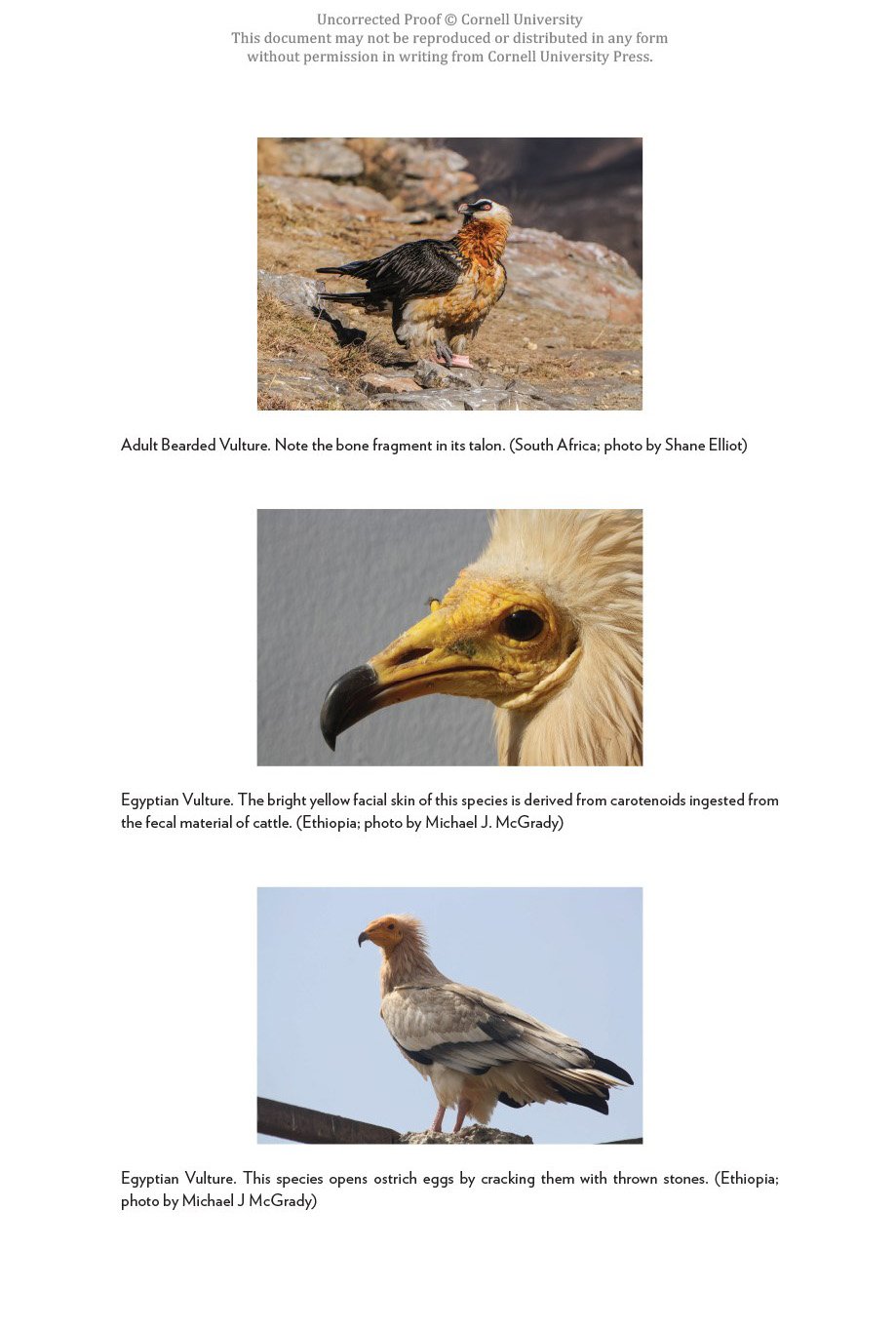 vultures of the world