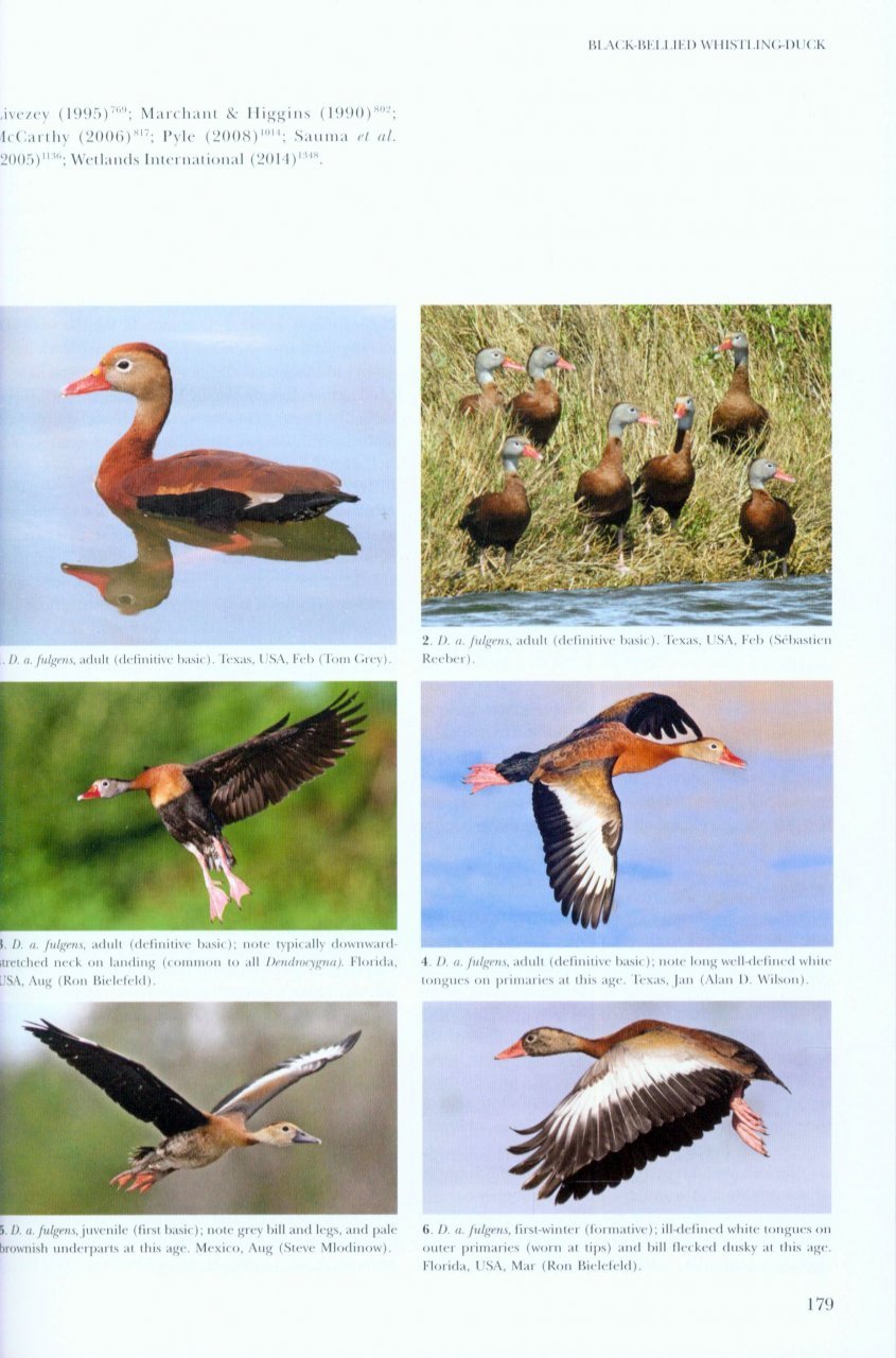 wildfowl of europe, asia and north america