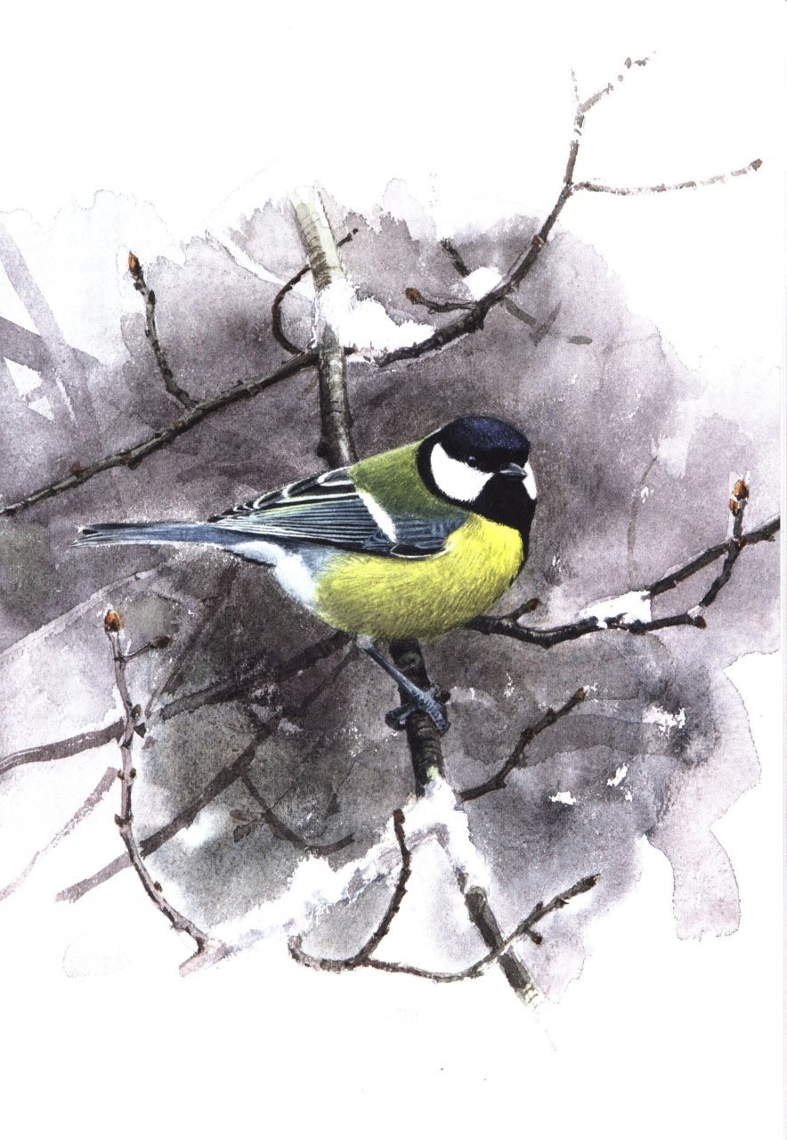 winter birds