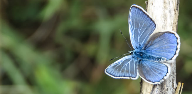 TODO PARA LA INICIACIN A LA OBSERVACIN DE MARIPOSAS