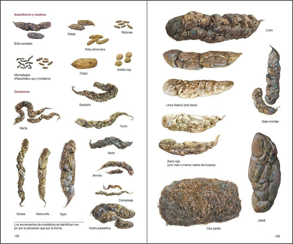 MAMÍFEROS DE ESPAÑA [L0025398] - 15,00€ : , Oryx. La tienda del amante de  la naturaleza