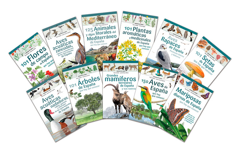 collecci de miniguies de camp